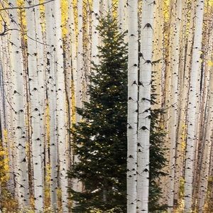 Like this post to be notified of live shows 🌸